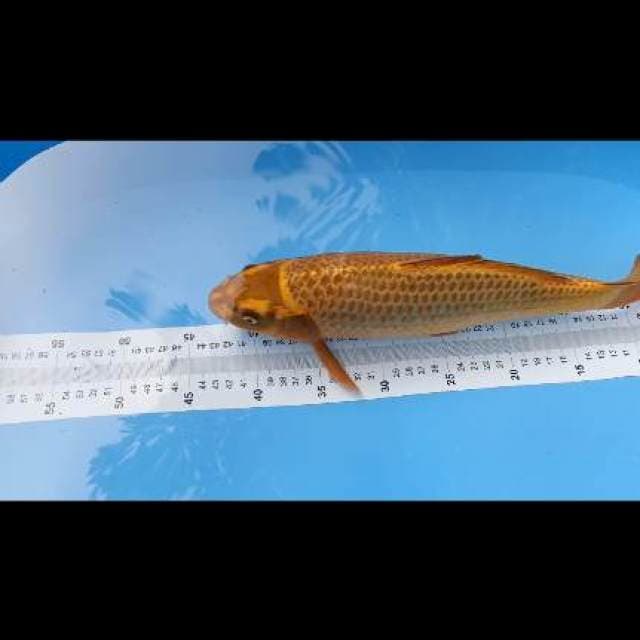 cagoi 38cm strong