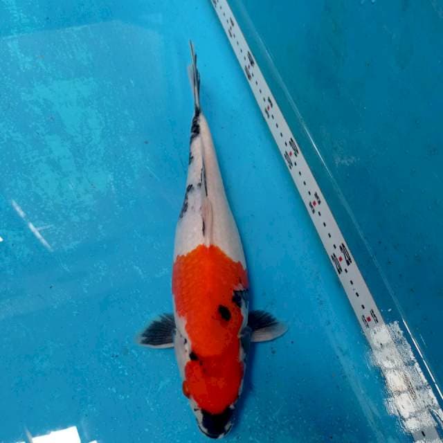 Showa 32 cm
