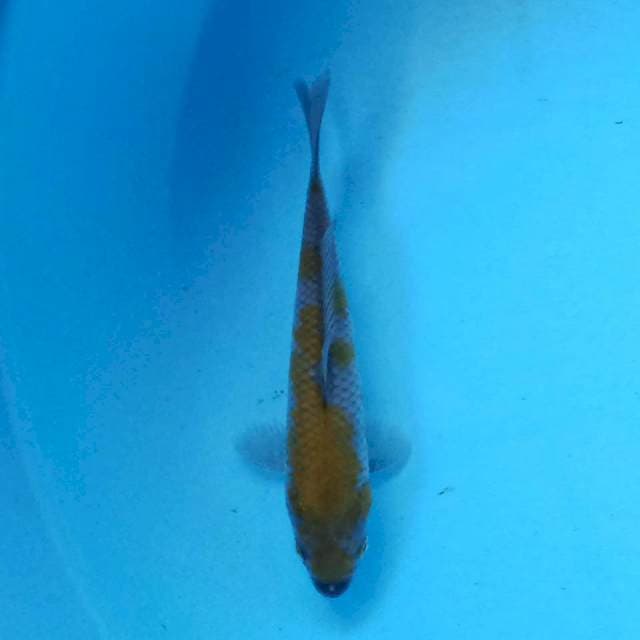Ochiba 14 cm