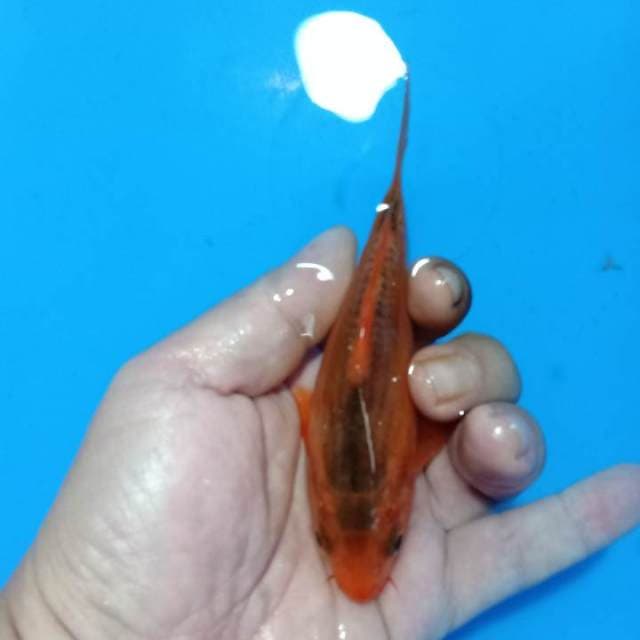 F1 Hi Asagi / aka matshuba 13cm