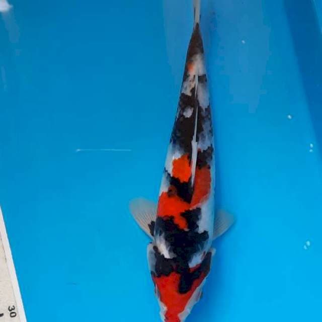 Showa 22cm