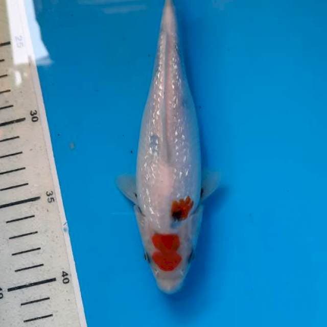 Tancho showa gindrin 20cm