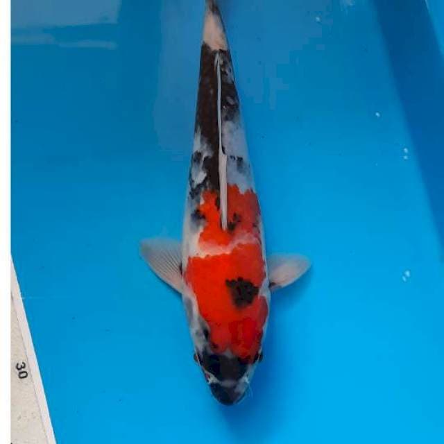 Showa 22cm