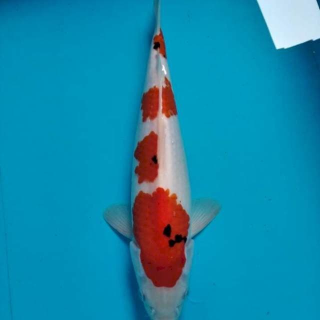 Sanke 33 cm