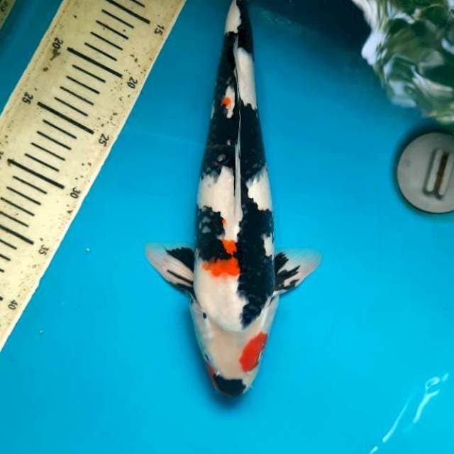 Male 37cm showa super black