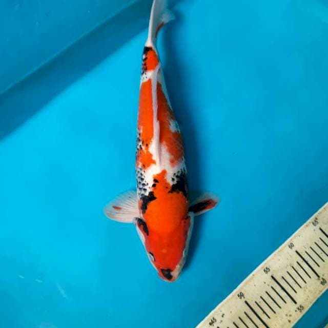 40cm Female tategoi showa