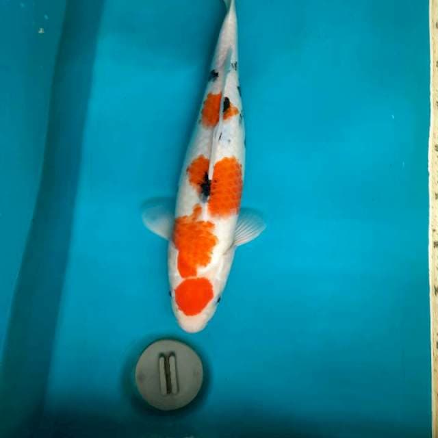 Female 40cm maruten sanke