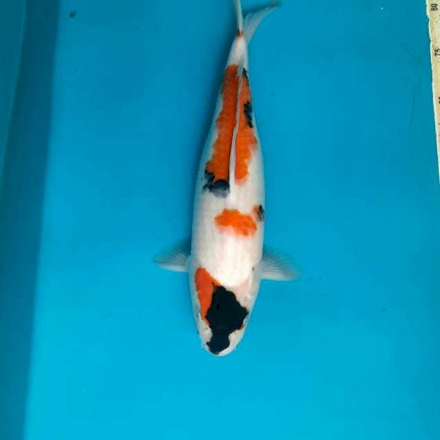 37cm female tategoi showa