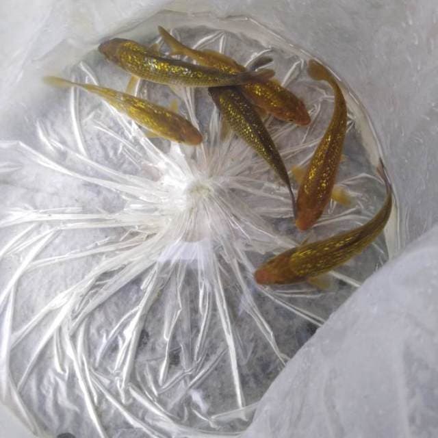 Cagoi tembaga, midorigoi, ociba (ginrin)