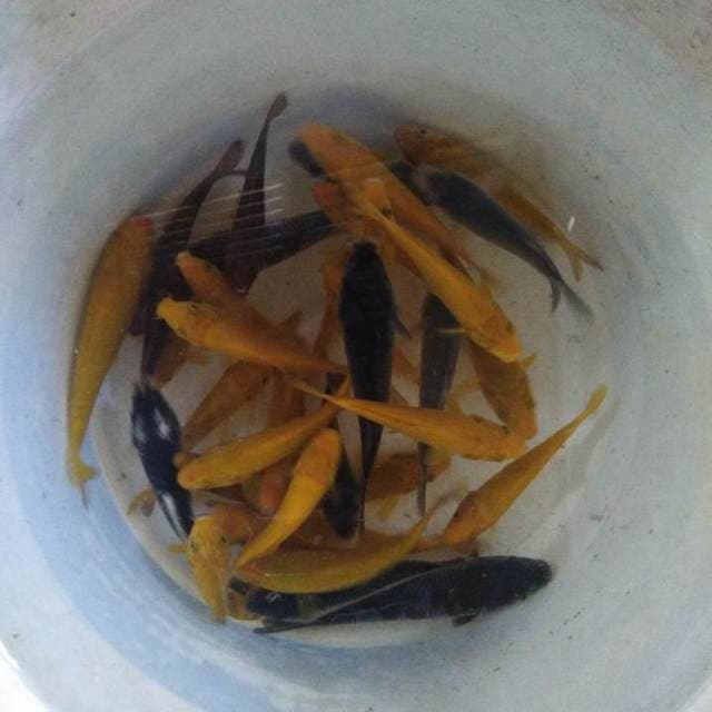 30 ekor penjinak kolam