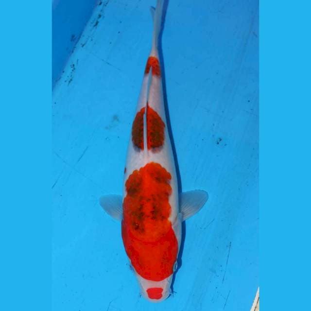 26CM GOROMO