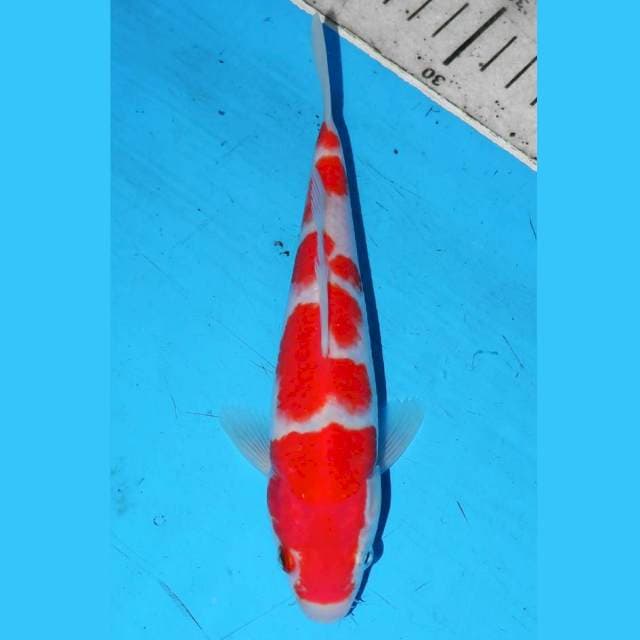 19CM KOHAKU TOP