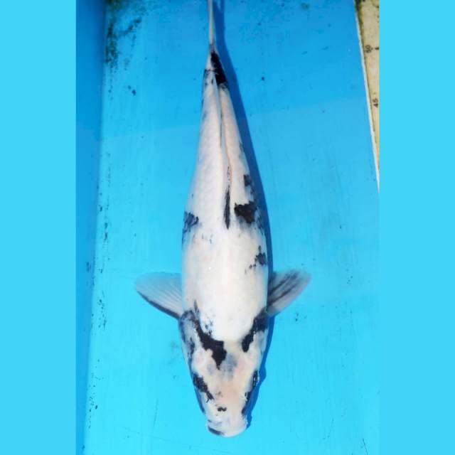 31cm SHIRO JOSS