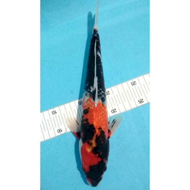 Showa 32cm