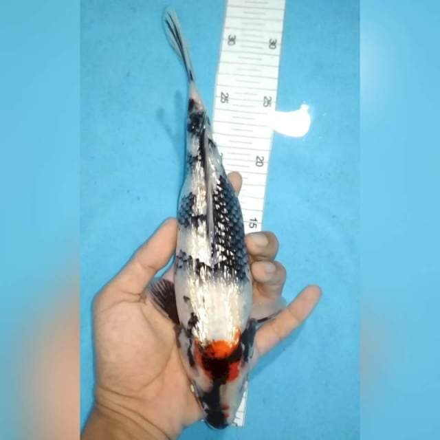 Ginrin 27cm