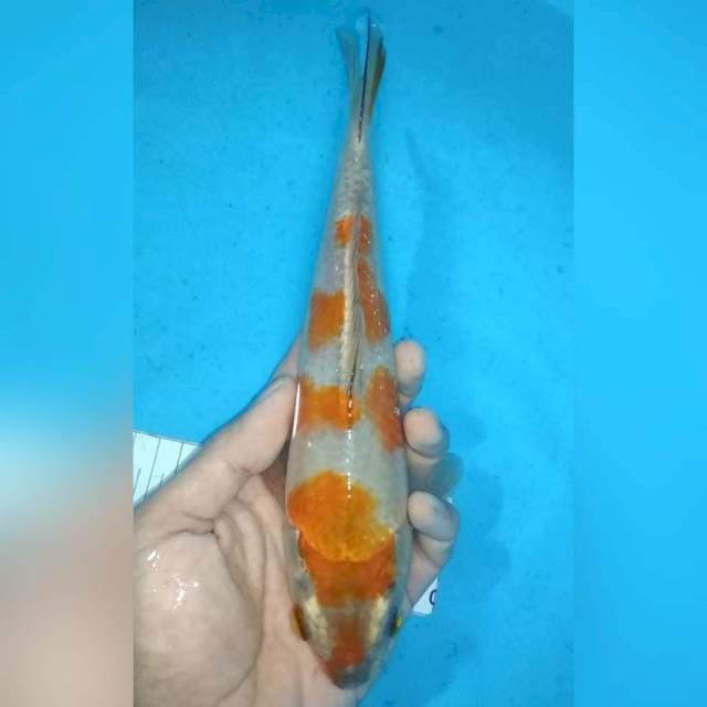 24cm