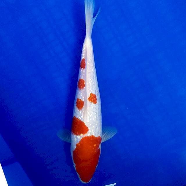 Kohaku ginrin 27cm