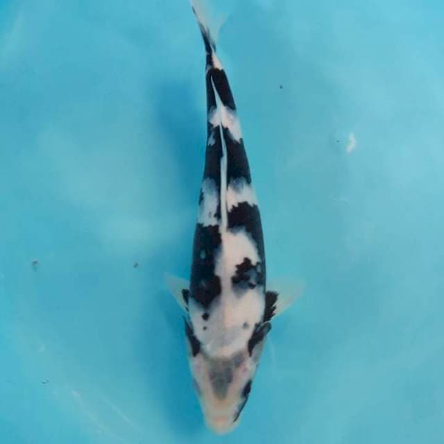 Shiro Tebal Bersih Motogoro Seimbang 27cm