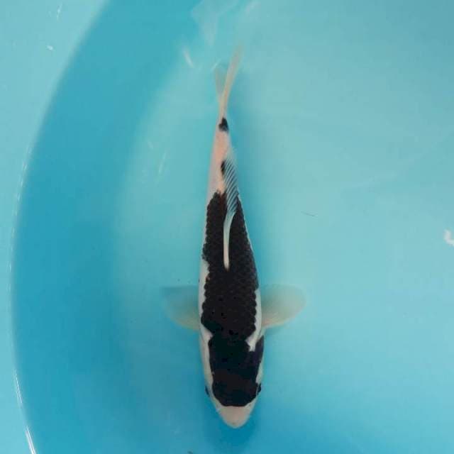 Budo Goromo 27cm