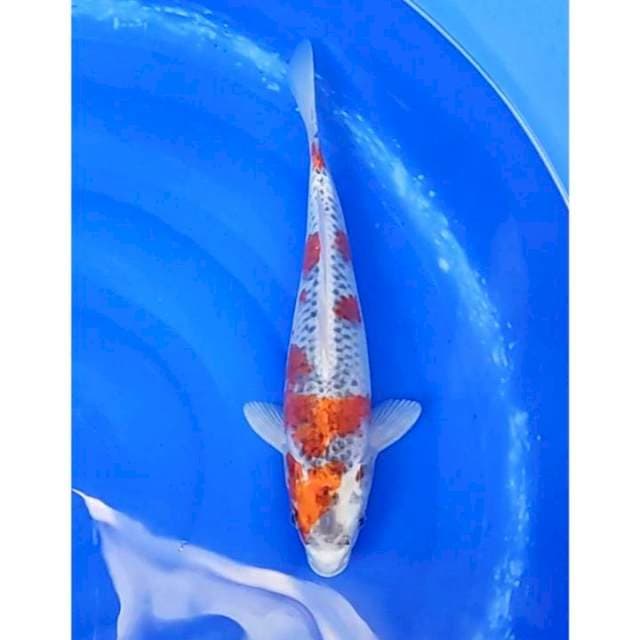 Goshiki 37cm (F)