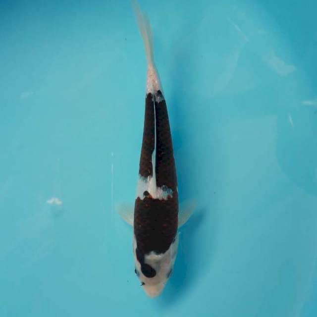 Budo Goromo Ginrin 25cm
