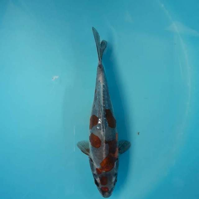 Beni Kikokuryu 27cm