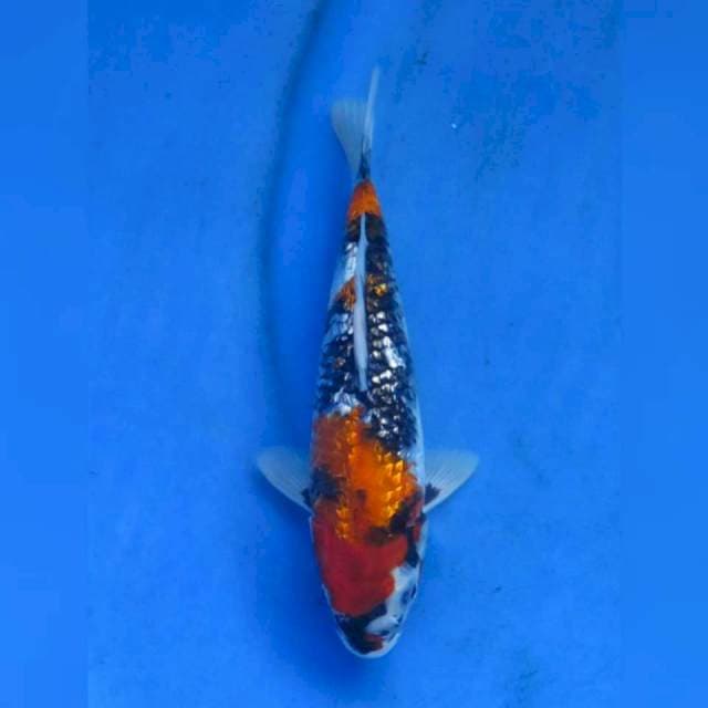 24cm male - Showa Full Ginrin