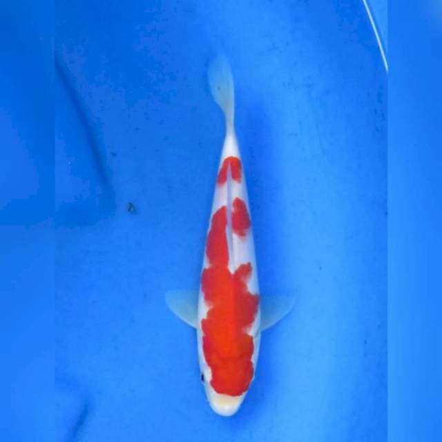 24cm male - Red Kohaku SQ