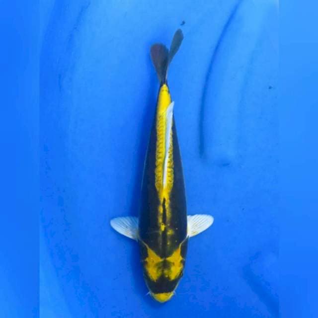 30cm male - Doitsu Kinbuto