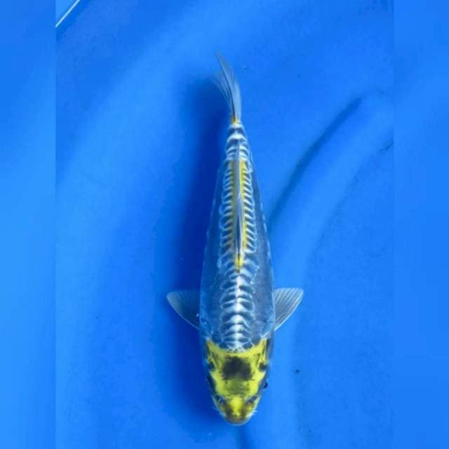 30cm male - Kawarimono langka