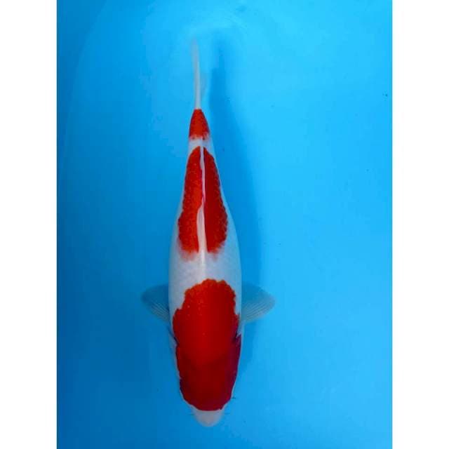 Kujaku, 34 cm