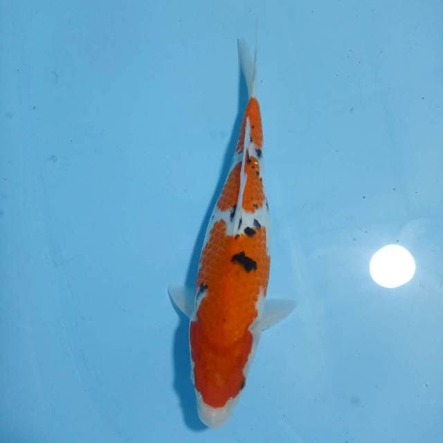 Sanke 31 cm