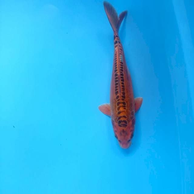 MATSUBA 30cm