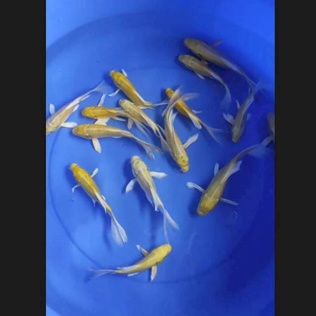 Baby yamabuki kumpai 15-18 cm