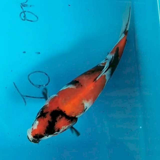 Showa 21 cm