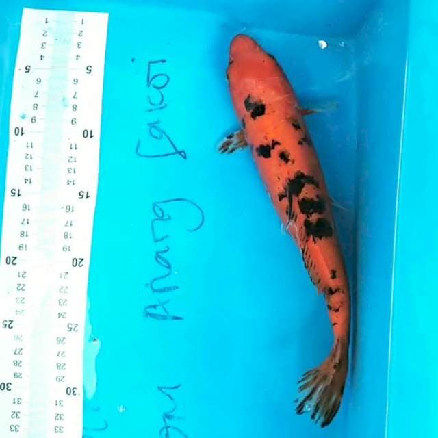 Aka bekko 31cm