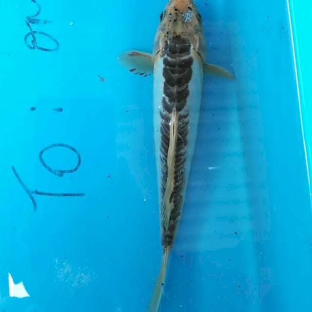 Shusui 22cm