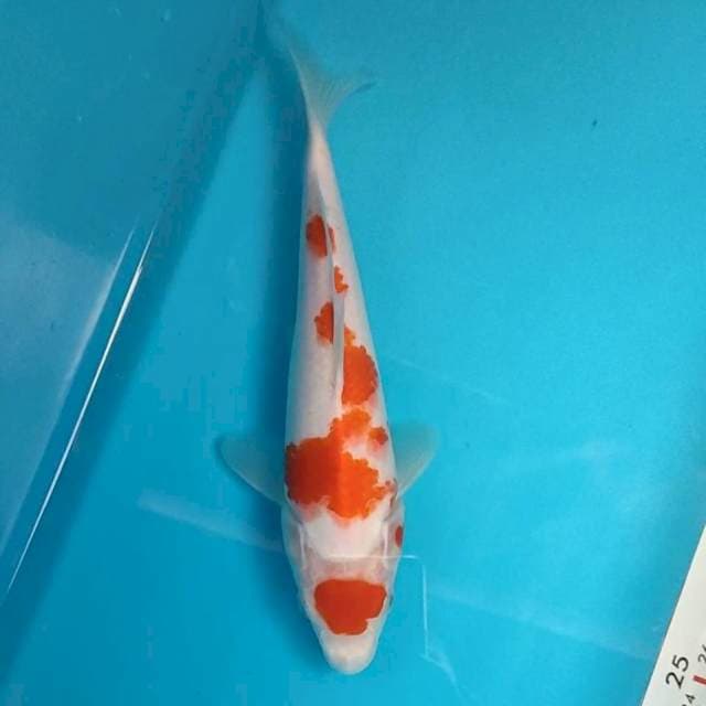 Maroten kohaku