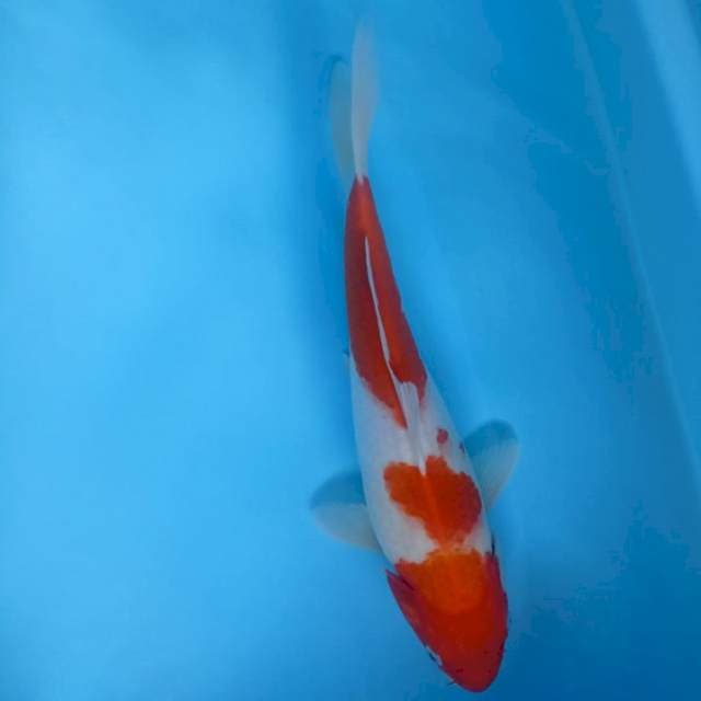 KOHAKU 30CM