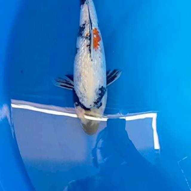 Showa gindrin 38 cm male