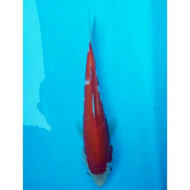 Kohaku