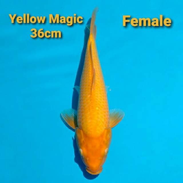 Sakai Benigoi 36cm Certi (insang terbuka)