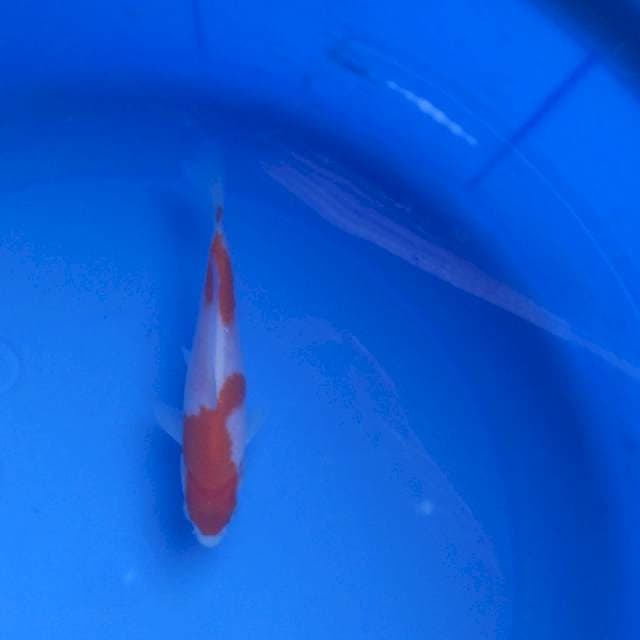 Kohaku