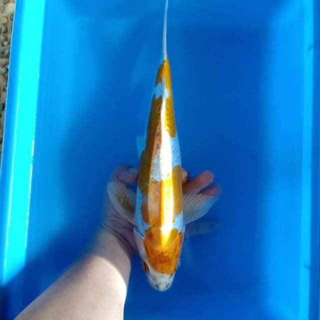 Si indah 3 premium 37cm