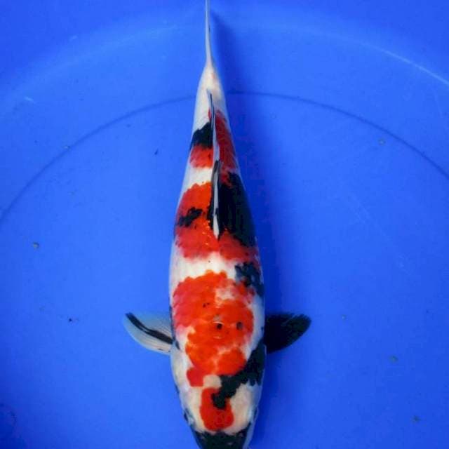 Showa sansoku 36cm