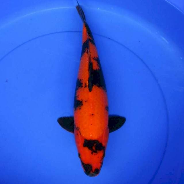 HI UTSURI 40CM