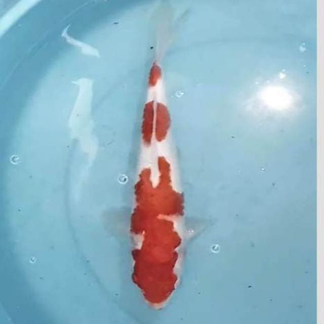 Kohaku Momotaro 40bu