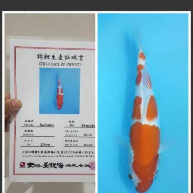 Kohaku Dainichi Super 30cm