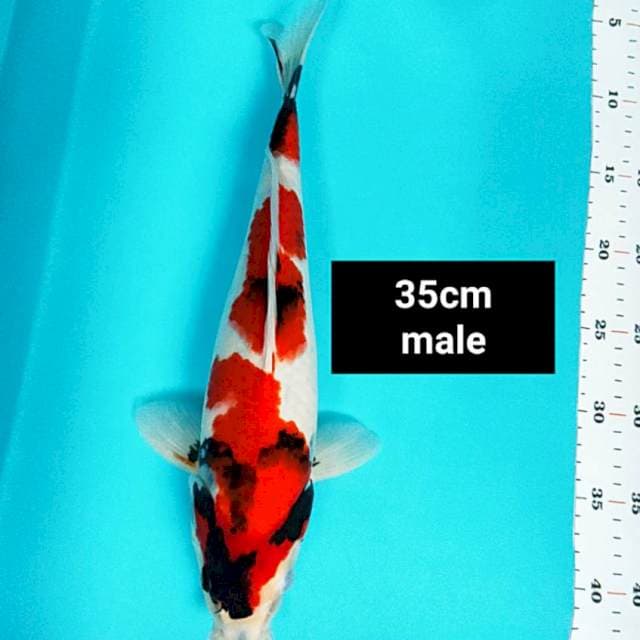 Good showa 35cm male
