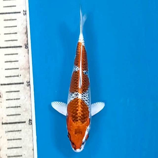Kujaku, 18 cm